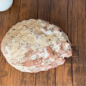 Natural Abalone Shell Art Piece